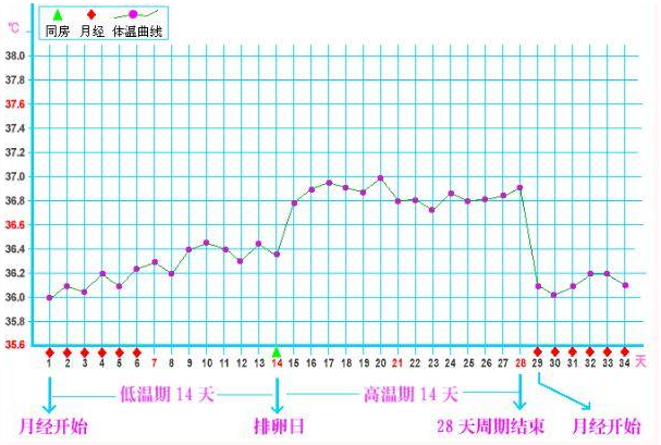 女性排卵期前后基础体温介绍