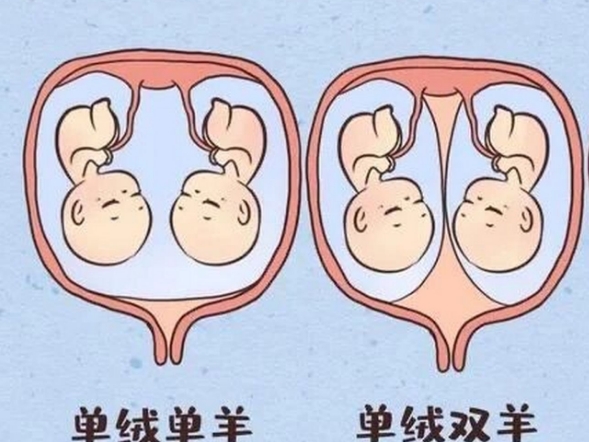 单绒单羊和单绒双羊不一样