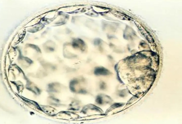 35岁试管移植五天的囊胚需要多久着床？