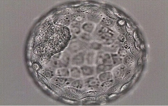 移植一个第6天的4bc囊胚成功率高吗？