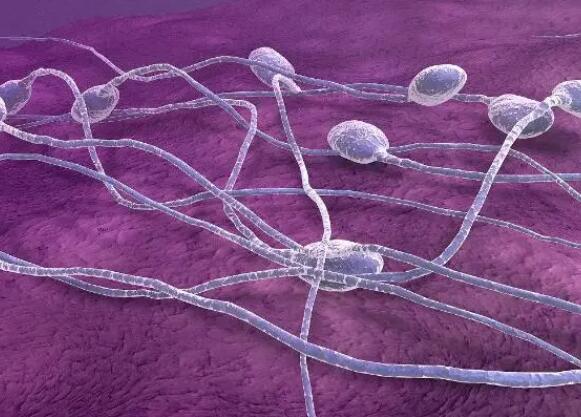 精子碎片率36%容易胎停育
