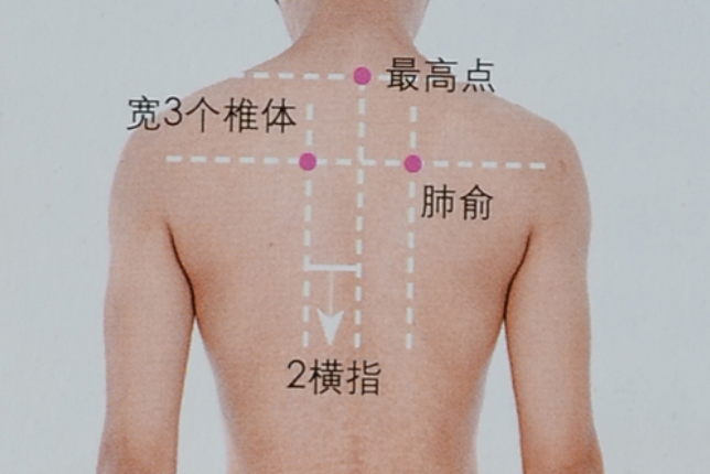 肺俞穴位于三胸椎棘突下处