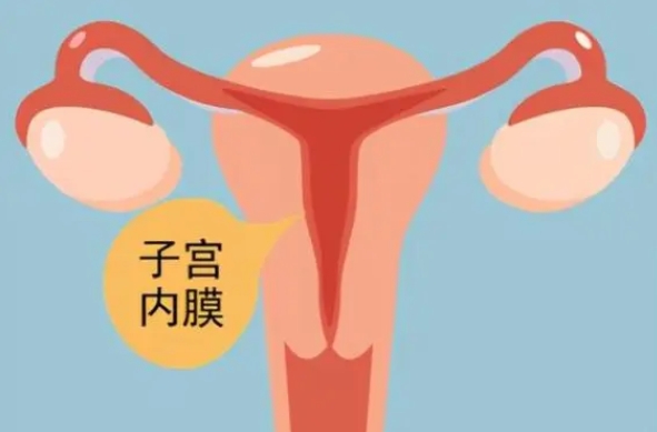 囊胚着床看子宫内膜