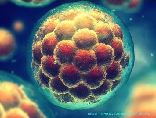 染色体易位在湖南省妇幼保健院可以做三代试管吗？染色体平衡易位还能生健康的宝宝吗？