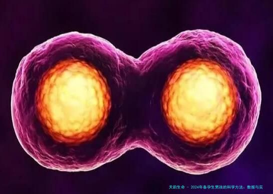 2024年备孕生男孩的科学方法：数据与实战经验分享