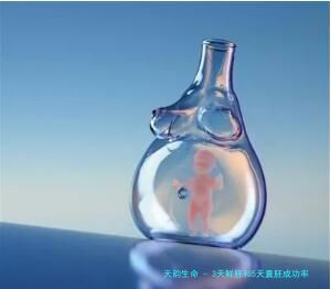 3天鲜胚和5天囊胚成功率