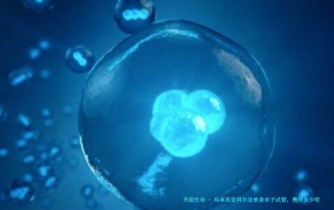 马来西亚阿尔法单身求子试管，费用多少呢