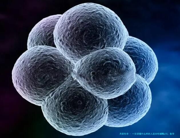 一文读懂什么样的人适合吃辅酶q10，备孕女性可放心吃