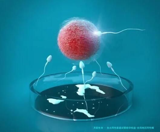 台北同性家庭试管助孕权益-台湾地区同性婚姻生育规定白皮书!