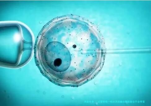 试管移植一枚d5天的融合期胚胎会不会停育，第五天的融合胚胎能移植吗？