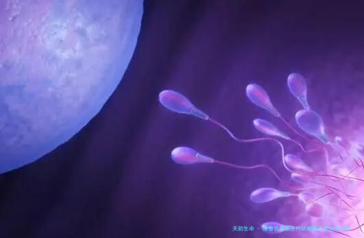 格鲁吉亚第三代试管婴儿成功率分析