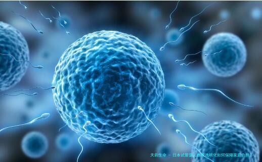 日本试管婴儿费用透明化如何保障家庭负担？未来技术进步又将如何降低费用？