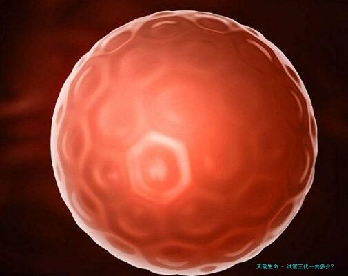 试管三代一共多少？
