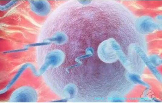 邵逸夫医院试管婴儿冻胚移植流程参考，比鲜胚耗时长些