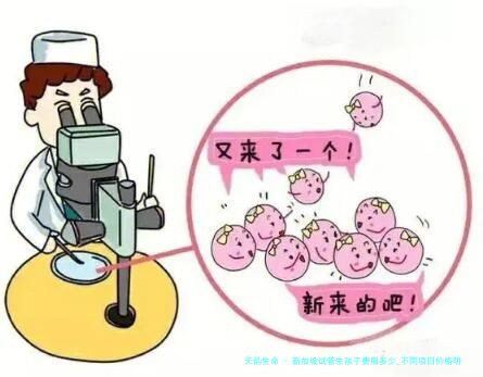 新加坡试管生孩子费用多少_不同项目价格明细揭秘