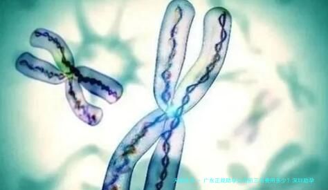广东正规助孕公司前三名费用多少？深圳助孕成功率比较高的机构有哪些？
