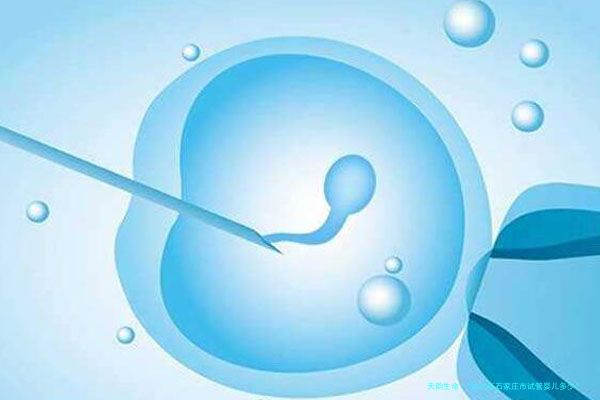 2026年石家庄市试管婴儿多少？