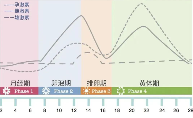 女性一个月雌激素水平变化图解，月经前后起伏最大