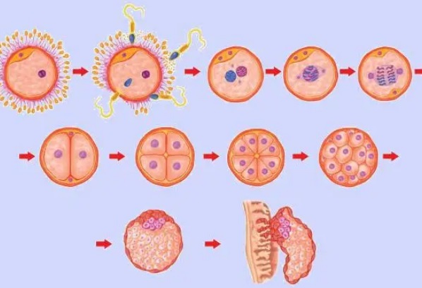 详谈二代试管0pn囊胚是否可以移植，要看胚胎等级