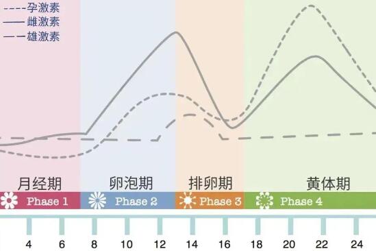 女性一个月雌激素水平变化图解，月经前后起伏最大