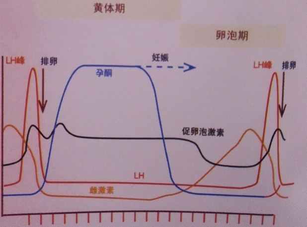 fsh被称为促卵泡激素