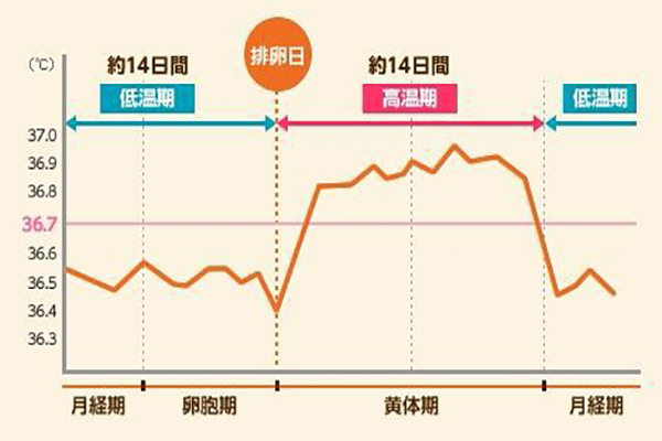 排卵前基础体温会很低