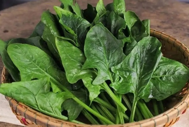 多囊试管前吃菠菜对内膜好