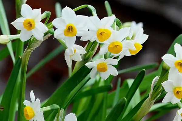 水仙花语是吉祥如意