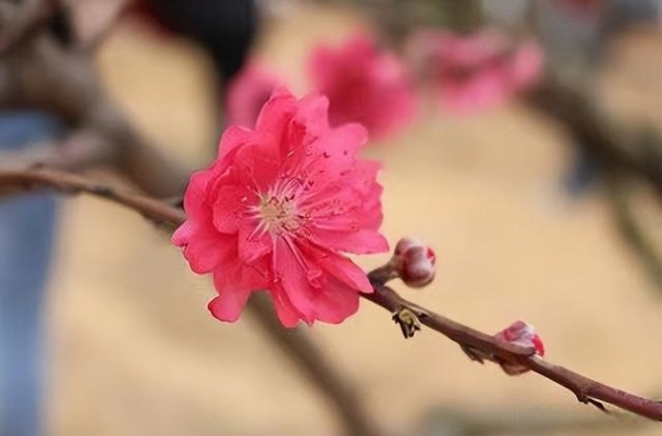 梦见开花结果生男生女都有可能