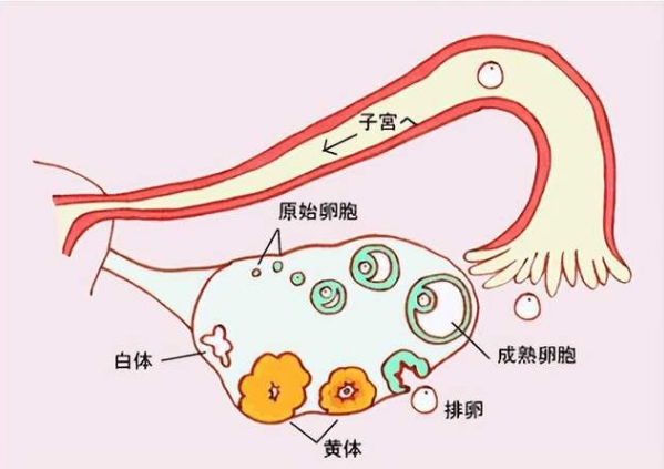 试管用拔泥松能推迟排卵