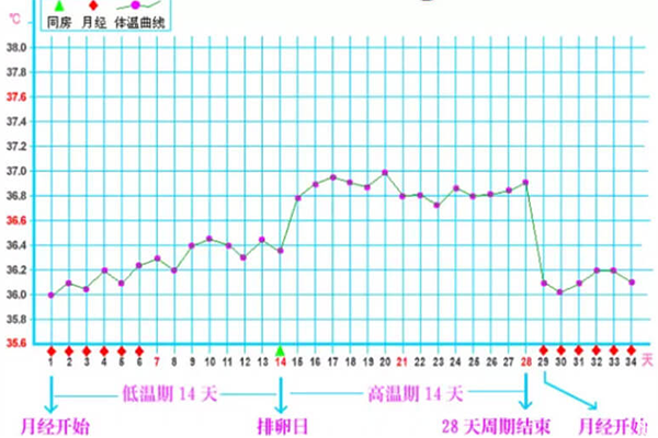 女性排卵期体温曲线怎么看,有详细参照图吗?