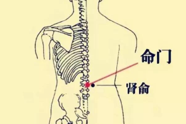 贴命门穴可改善月经不调