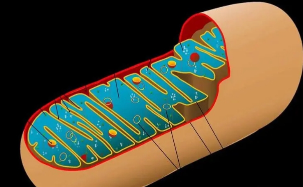 试管备孕吃线粒体的作用可大可小