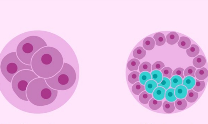 5天和6天囊胚的发育程度有差异