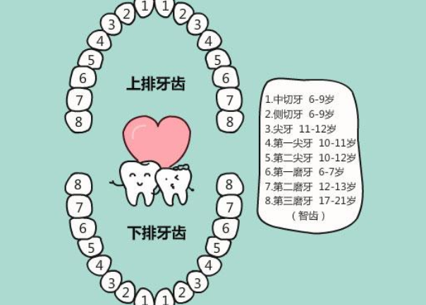 儿童换牙位置顺序图完整版，萌出和脱落的时间一定得知道