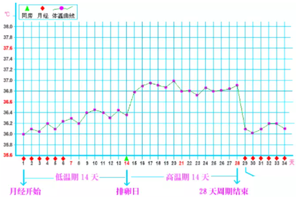 孕激素会让体温升高0.3-0.5度