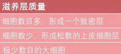 囊胚的滋养层细胞是囊胚外层的细胞