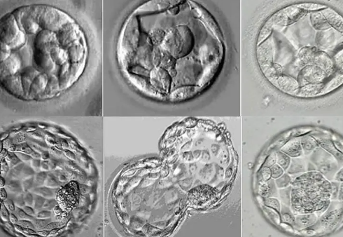 囊胚的发育分为1-6个等级