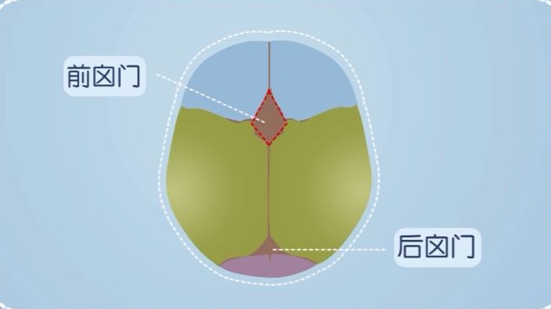 宝宝6个月时后囟门已闭合