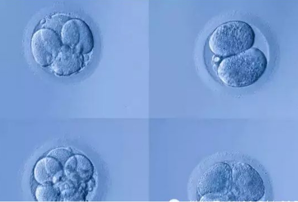 一文详解五天囊胚和六天囊胚区别，发育程度、成功率均有所差异