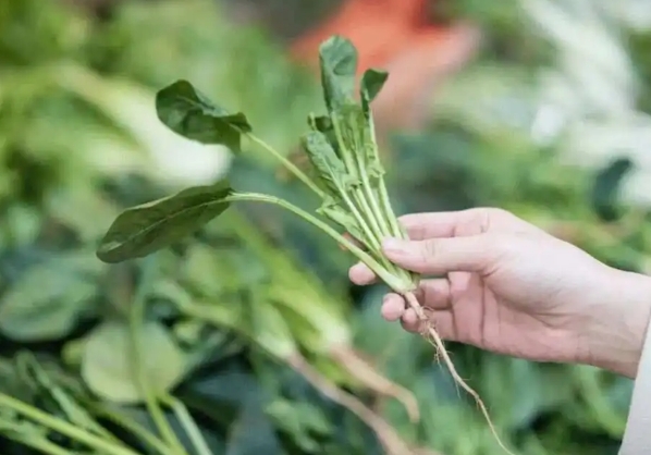 菠菜可提高卵子数量