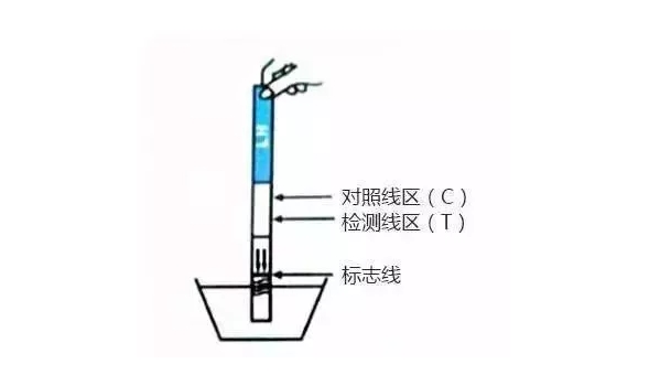 排卵试纸用时不能超过标志线