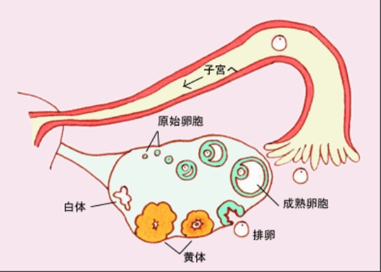 基础卵泡有5个是正常的