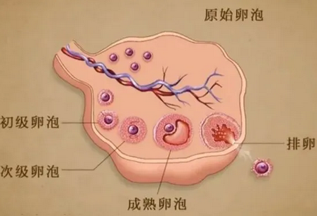 卵巢功能差影响卵泡数量