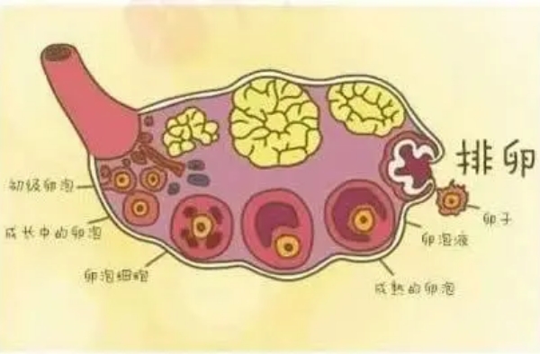 取卵前吃布洛芬不能防排卵