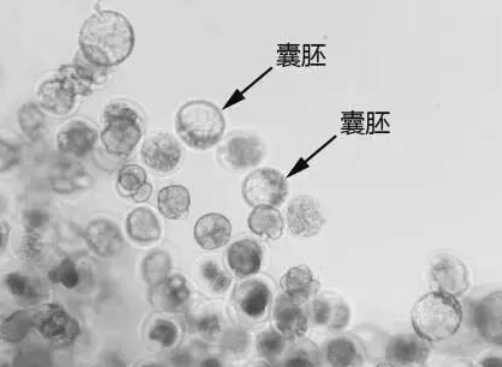 囊胚4bc的发育潜力很高