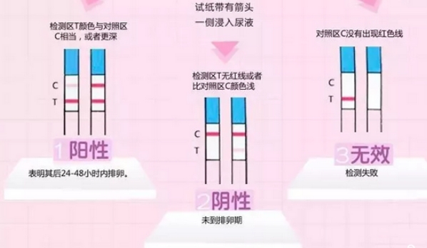 一条线表示未排卵