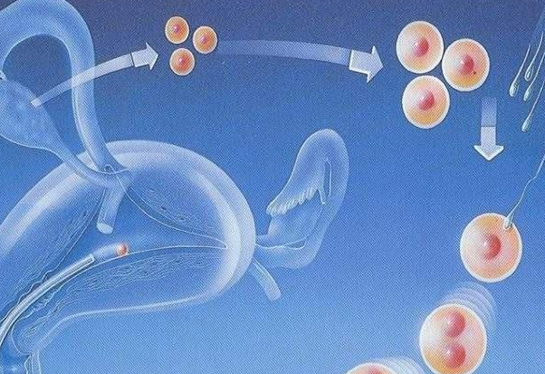 14个卵泡做试管婴儿生孩子有希望吗？