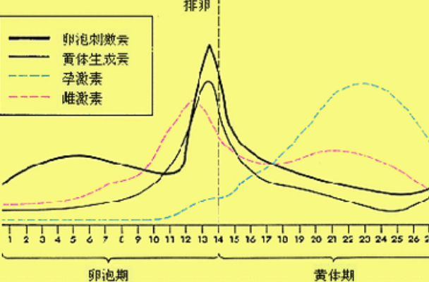 移植后雌激素水平上升